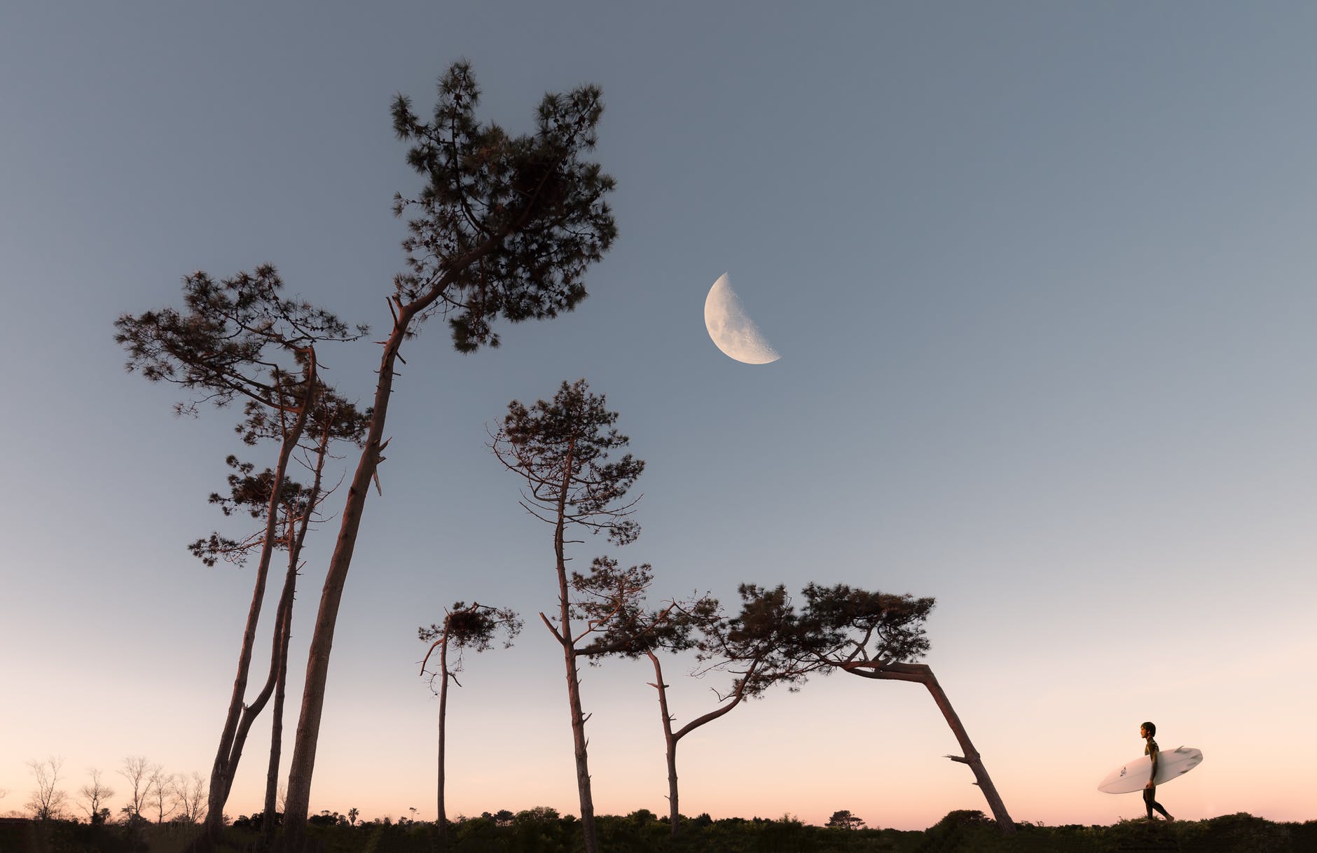 half moon and silhouette of trees