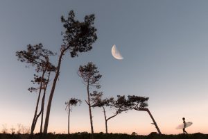 half moon and silhouette of trees