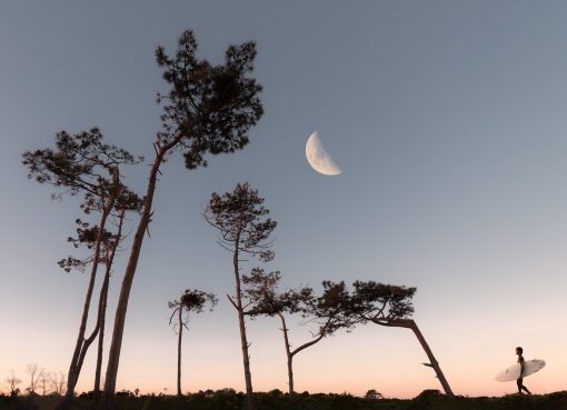 half moon and silhouette of trees